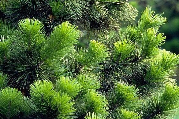 βελόνες για τη θεραπεία της προστατίτιδας